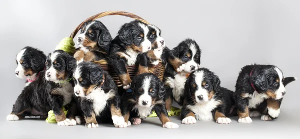 Puppy berner Sennenhond — Stockfoto