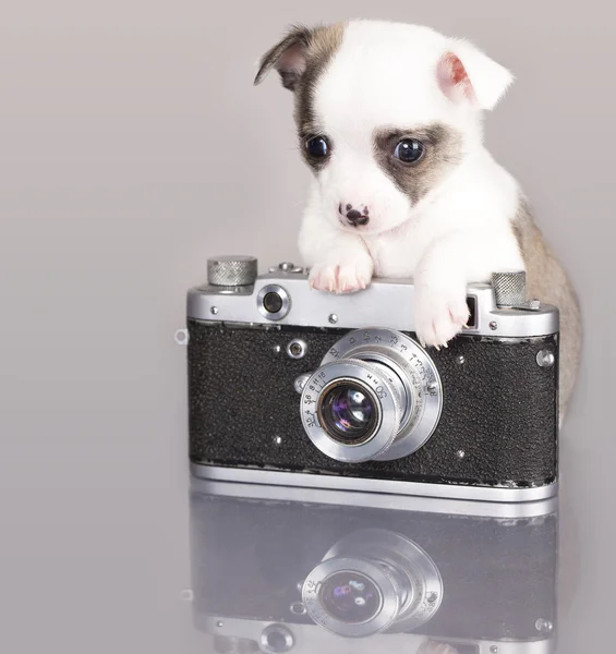 Köpek chihuahua fotoğrafçı — Stok fotoğraf