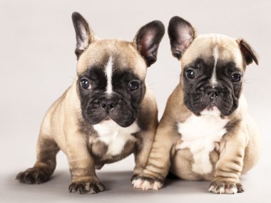 Puppy French bulldogs clipart