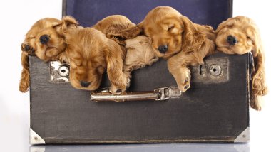 English cocker spaniel puppy sleeping clipart