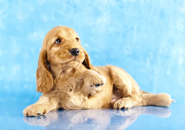 Spaniel-Welpe — Stockfoto