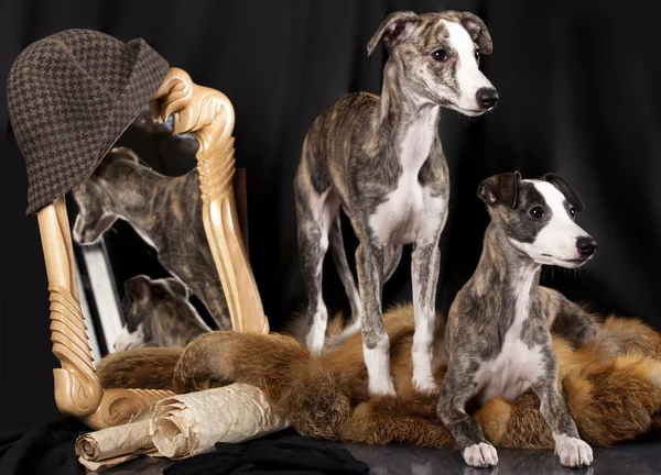Chiots Whippet — Photo