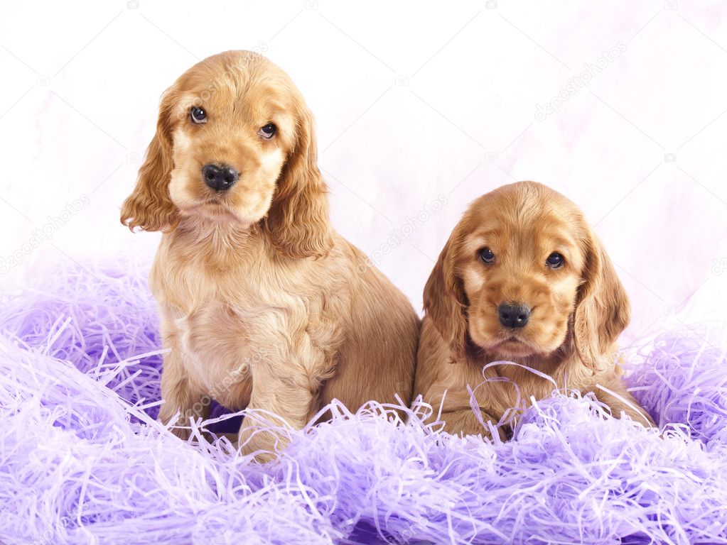 are english toy spaniel puppies lazy