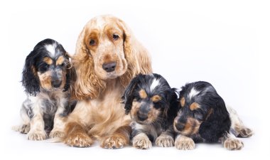 Family English Cocker Spaniel dogs clipart