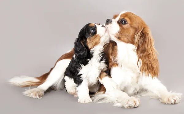 Pups van cavalier king charles spaniël monter en puppy — Stockfoto