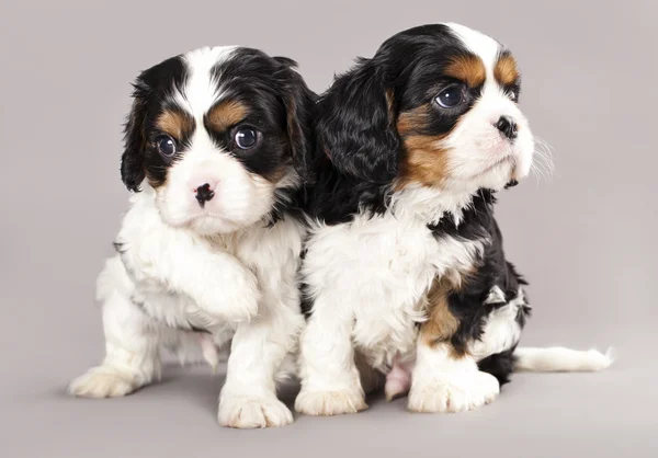 Litter of Cavalier King Charles spaniel puppies — Stock Photo, Image