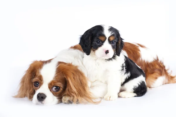 Litter of Cavalier King Charles spaniel monter and puppy — Stock Photo, Image