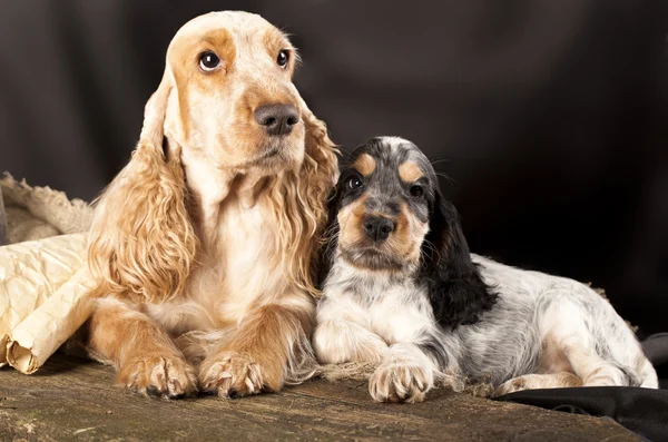 Familjen engelsk cocker spaniel hundar — Stockfoto