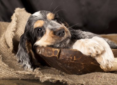 English Cocker Spaniel puppy clipart