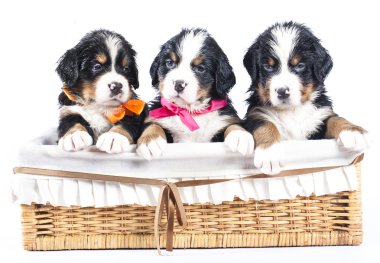 Bernese sennenhund puppies clipart