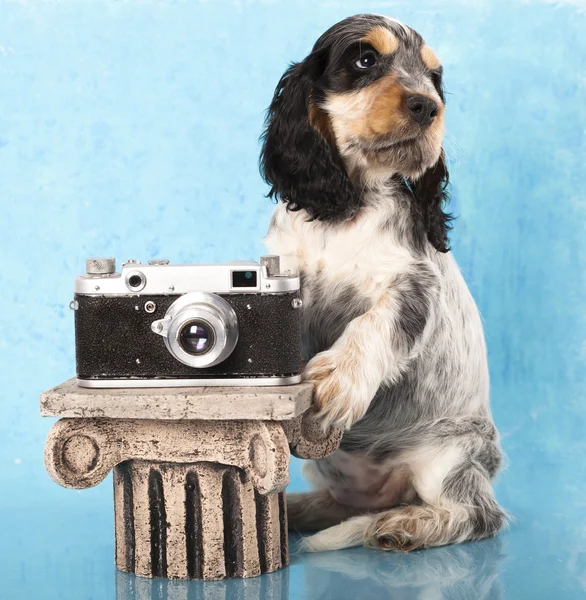 Aile İngiliz cocker spaniel köpekleri — Stok fotoğraf
