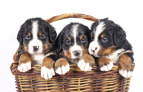 Bernese sennenhund puppies — Stock Photo, Image