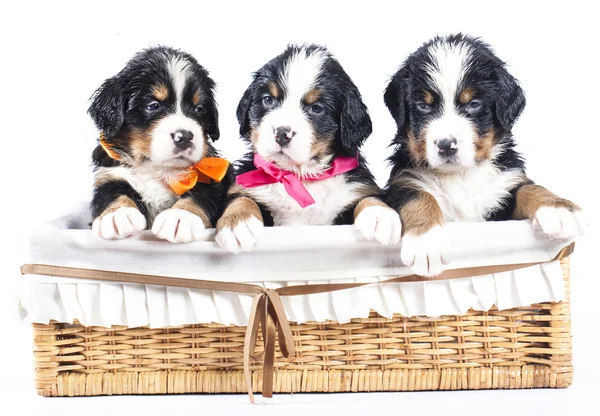 Bernese sennenhund puppies — Stock Photo, Image