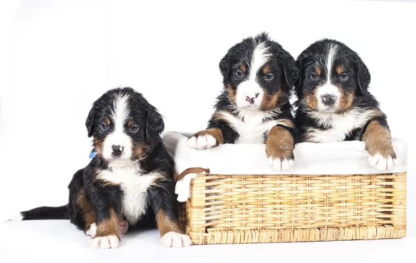 Berni sennenhund kölykök — Stock Fotó