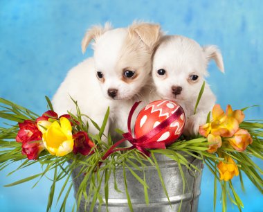 Puppies and Easter eggs clipart