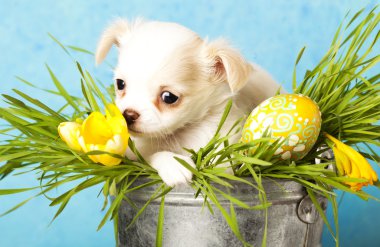 Chihuahua puppies clipart