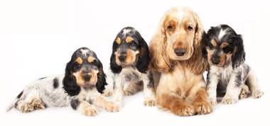 English cocker spaniel clipart