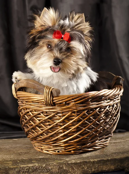 Biewer puppy — Stockfoto