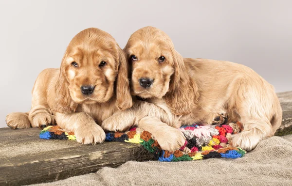 Twee pup cocker spaniel — Stockfoto