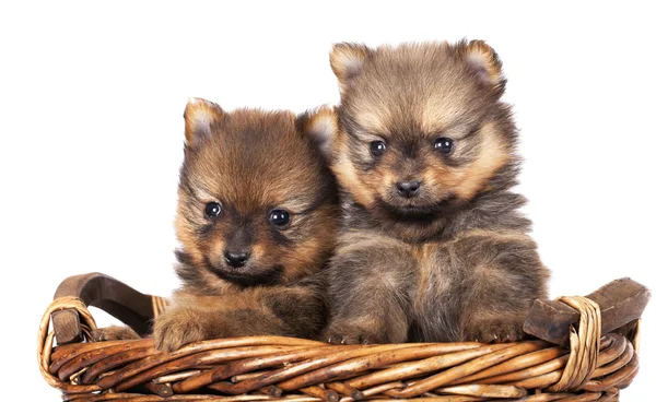 Spitz puppies — Stock Photo, Image