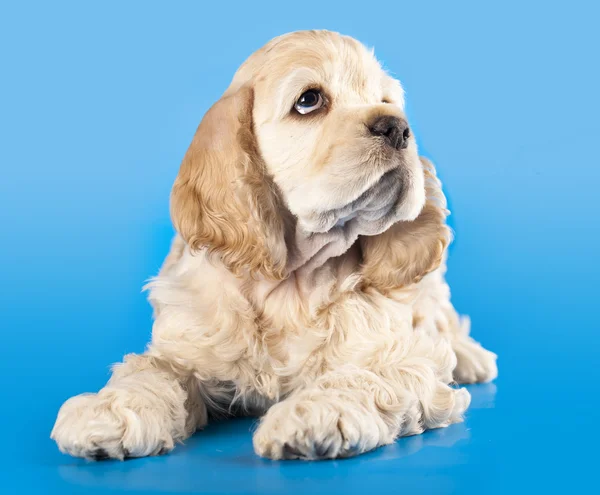 Cocker Spaniel puppy — Stock Photo, Image