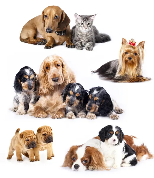 Grupp av hundar och katter — Stockfoto