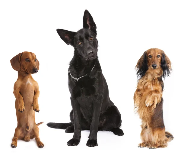 Grupp hundar — Stockfoto