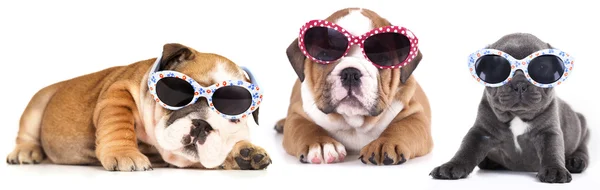 Puppy in zonnebril — Stockfoto