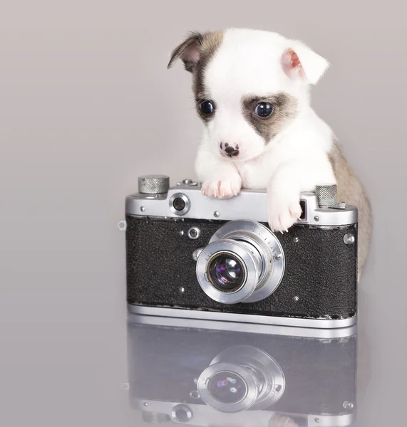 Chihuahua kölyök fotós — Stock Fotó