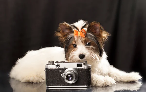 Biewer york yavru terrier — Stok fotoğraf