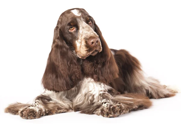 Engelsk cocker spaniel — Stockfoto