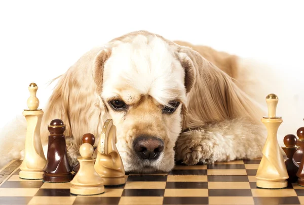 American Cocker Spaniel and chess figures — Stock Photo, Image