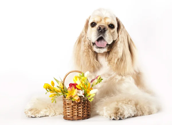 American Cocker Spaniel and flowers — Stock Photo, Image