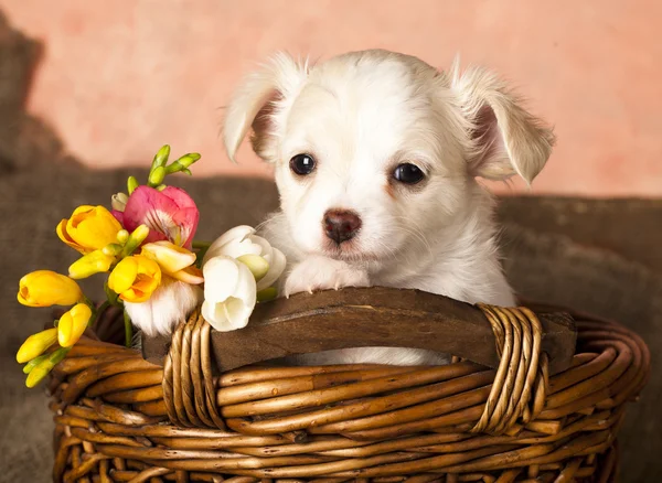 Köpek chihuahua ve bahar çiçekleri — Stok fotoğraf