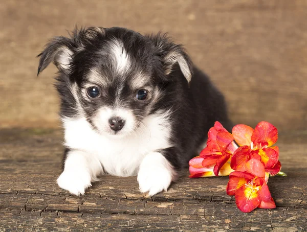 Filhote de cachorro Chihuahua e flores da primavera — Fotografia de Stock
