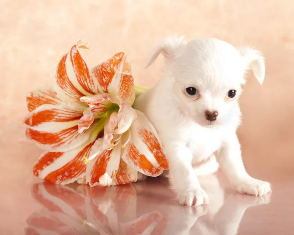 Filhote de cachorro Chihuahua e flores da primavera — Fotografia de Stock