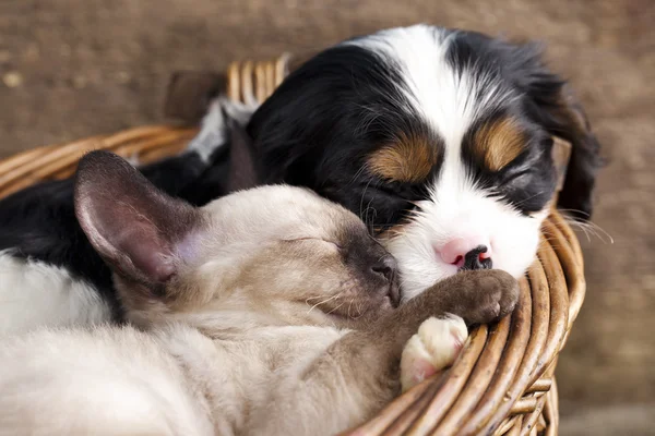 Spaniel puppy and kitten Stock Picture