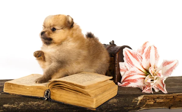 Cachorro spitz y libro — Foto de Stock