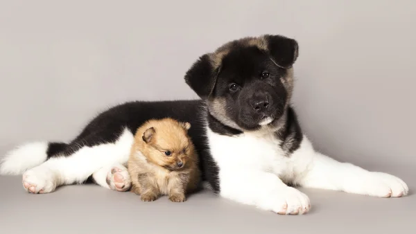 Puppy spitz e American Akita cucciolo — Foto Stock