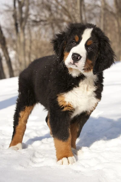 stock image Bernese sennenhund puppy