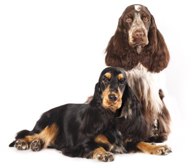 Couple English Cocker Spaniels clipart