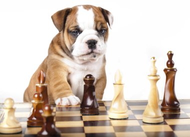 English Bulldog and chess clipart