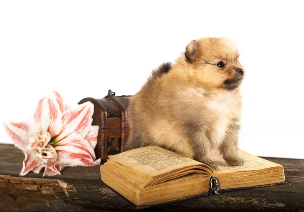 Köpek yavrusu spitz ve kitap — Stok fotoğraf