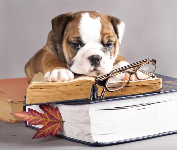 English Bulldog and book — Stock Photo, Image