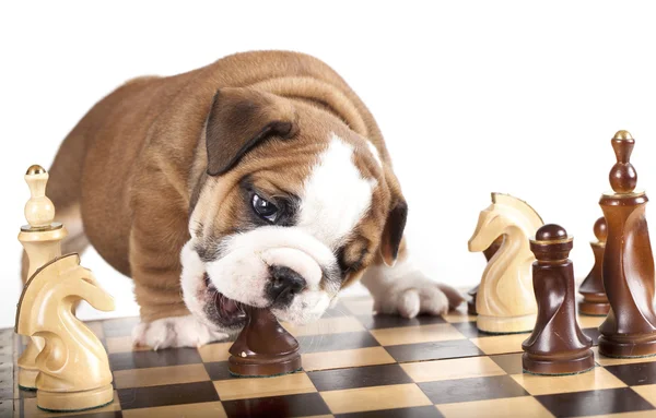 Engelsk bulldogg och schack — Stockfoto