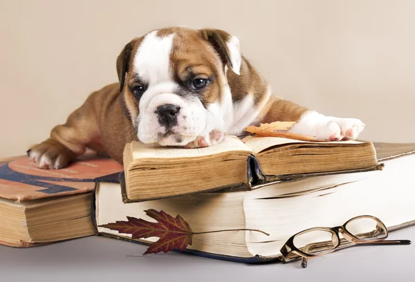 Englische Bulldogge Welpen und Buch — Stockfoto