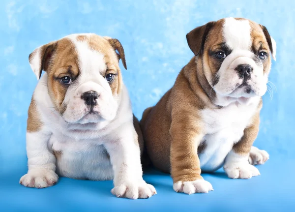 Engels bulldog en Schaken — Stockfoto