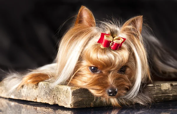 Yorkshire terrier Royalty Free Stock Images