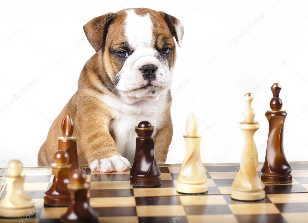 English Bulldog and chess Stock Photo by ©Lilun_Li 9381011