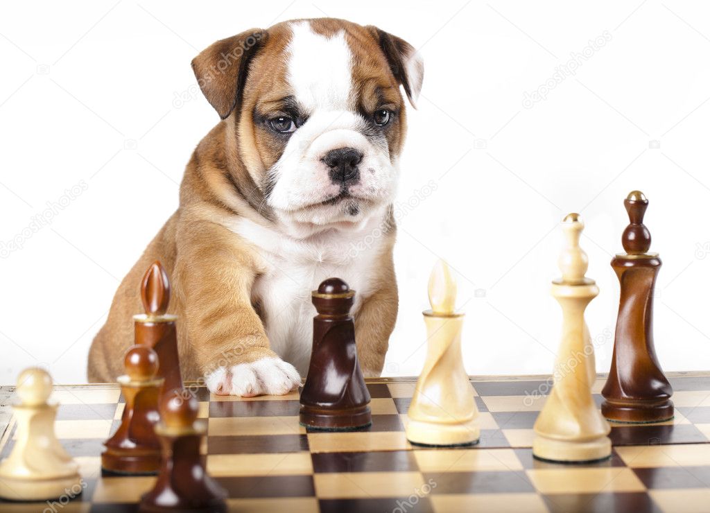 French Bulldog Chess Set